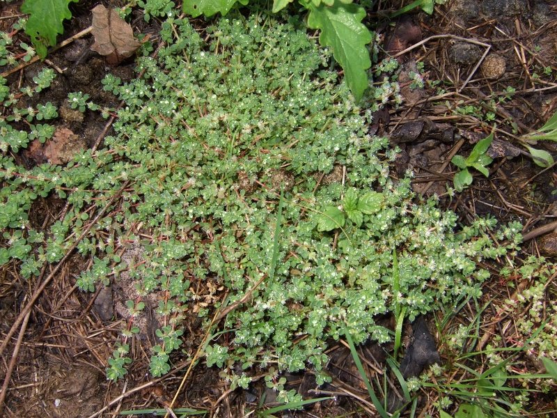 Illecebrum verticillatum MG